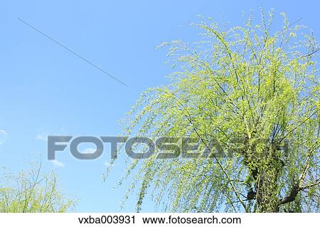 Green leaves View Large Photo Image Stock Image - Green leaves. Fotosearch