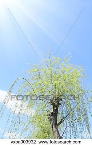 Green leaves View Large Photo Image Stock Image - Green leaves. Fotosearch