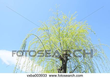 Green leaves View Large Photo Image Stock Image - Green leaves. Fotosearch
