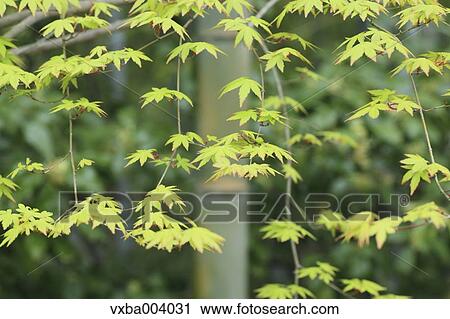 Stock Image - Green leaves. Fotosearch