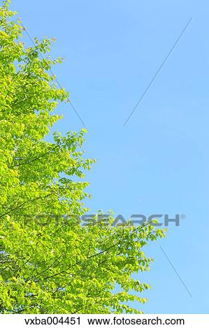 Green leaves View Large Photo Image Stock Image - Green leaves. Fotosearch