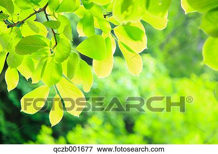 Green leaves View Large Photo Image Stock Photo - Green leaves. Fotosearch