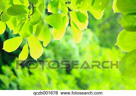 Green leaves View Large Photo Image Stock Photo - Green leaves. Fotosearch