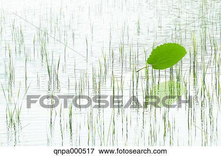 Stock Photo - Green leaves. Fotosearch