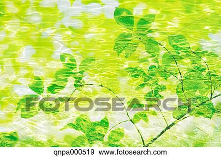 Stock Photo - Green leaves. Fotosearch