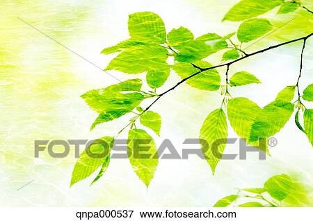 Stock Photo - Green leaves. Fotosearch