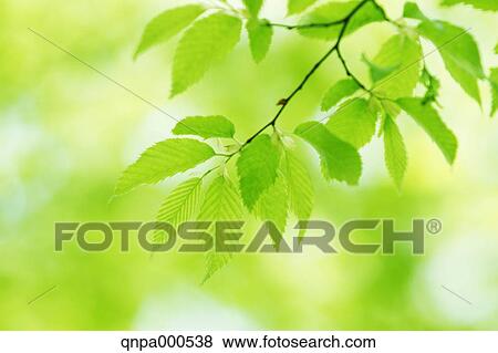 Green leaves View Large Photo Image Stock Photo - Green leaves. Fotosearch