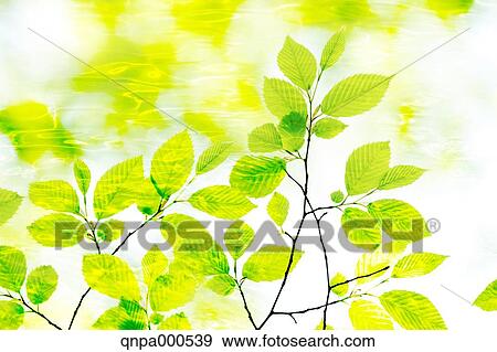 Stock Photo - Green leaves. Fotosearch
