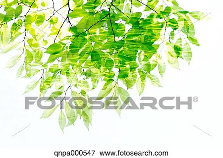 Green leaves View Large Photo Image Stock Photo - Green leaves. Fotosearch