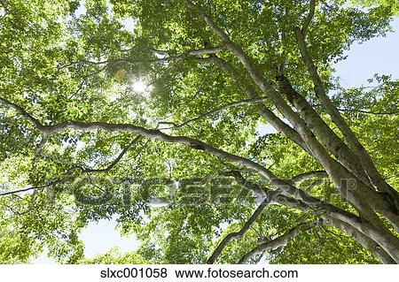 Green leaves View Large Photo Image Stock Photo - Green leaves. Fotosearch