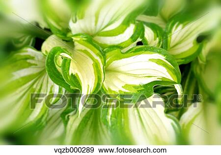 Green leaves View Large Photo Image Stock Photo - Green leaves. Fotosearch