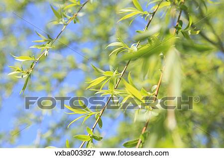 Stock Photo - Green leaves. Fotosearch
