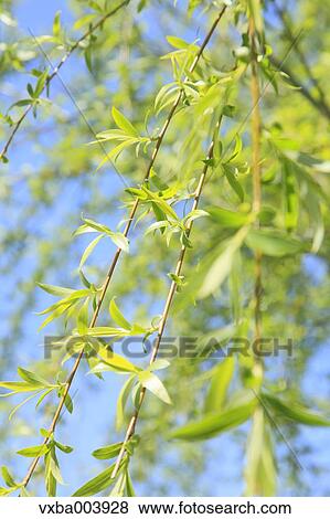 Green leaves View Large Photo Image Stock Photo - Green leaves. Fotosearch