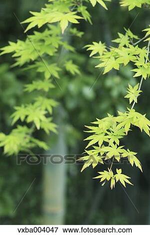 Stock Photo - Green leaves. Fotosearch