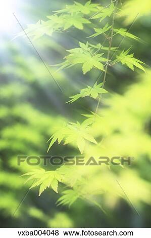 Stock Photo - Green leaves. Fotosearch