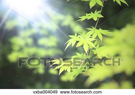 Stock Photo - Green leaves. Fotosearch