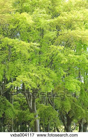 Green leaves View Large Photo Image Stock Photo - Green leaves. Fotosearch