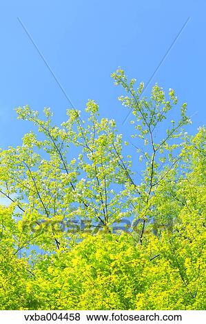Stock Photo - Green leaves. Fotosearch