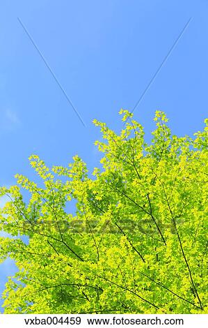 Green leaves View Large Photo Image Stock Photo - Green leaves. Fotosearch