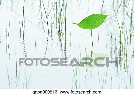Green leaves View Large Photo Image Stock Photograph - Green leaves. Fotosearch
