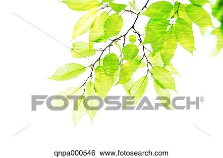 Green leaves View Large Photo Image Stock Photograph - Green leaves. Fotosearch
