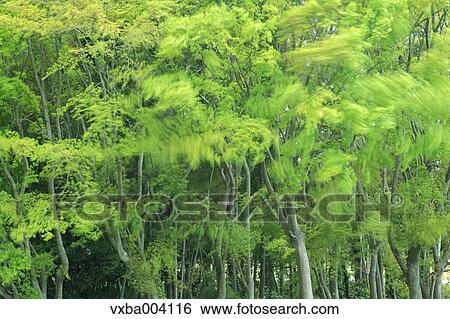 Green leaves View Large Photo Image Stock Photograph - Green leaves. Fotosearch