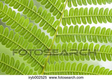 Green leaves View Large Photo Image Stock Photography - Green leaves. Fotosearch