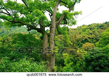 Green leaves View Large Photo Image Stock Photography - Green leaves. Fotosearch
