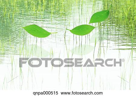 Stock Photography - Green leaves. Fotosearch