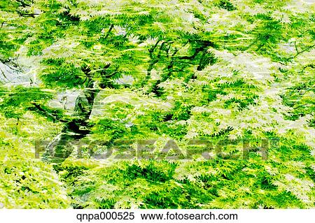 Stock Photography - Green leaves. Fotosearch
