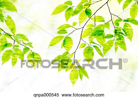 Green leaves View Large Photo Image Stock Photography - Green leaves. Fotosearch