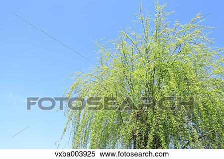 Green leaves View Large Photo Image Stock Photography - Green leaves. Fotosearch