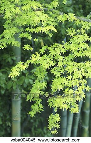 Green leaves View Large Photo Image Stock Photography - Green leaves. Fotosearch