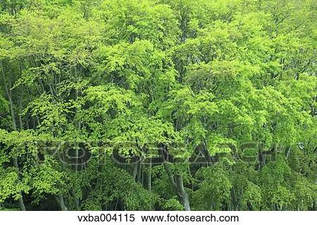 Green leaves View Large Photo Image Stock Photography - Green leaves. Fotosearch