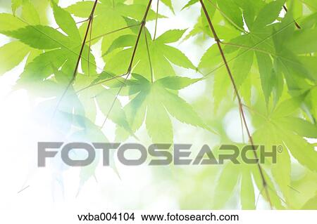 Picture - Green maple leaves. Fotosearch