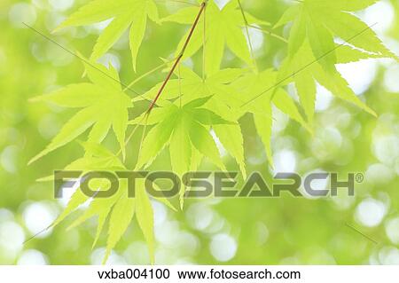 Green maple leaves View Large Photo Image Stock Image - Green maple leaves. Fotosearch