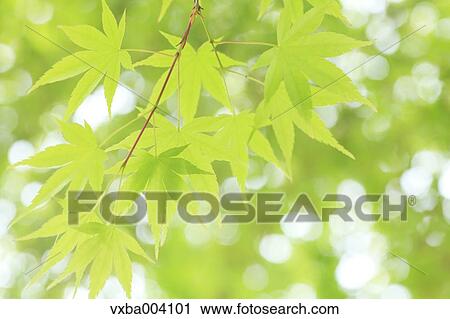 Green maple leaves View Large Photo Image Stock Image - Green maple leaves. Fotosearch