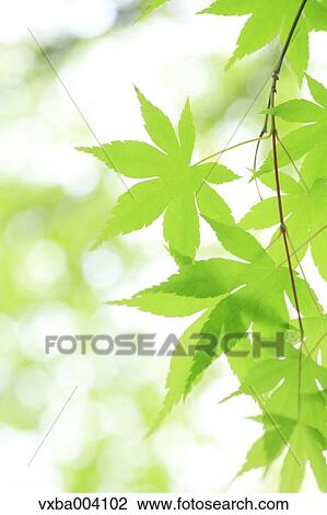 Stock Image - Green maple leaves. Fotosearch