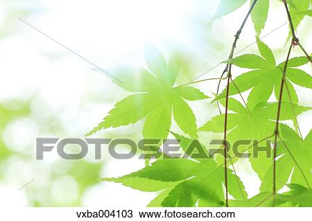 Stock Image - Green maple leaves. Fotosearch