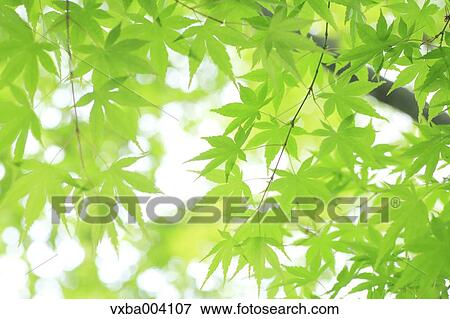 Stock Photo - Green maple leaves. Fotosearch