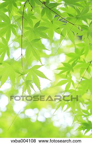 Green maple leaves View Large Photo Image Stock Photo - Green maple leaves. Fotosearch