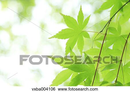 Stock Photograph - Green maple leaves. Fotosearch