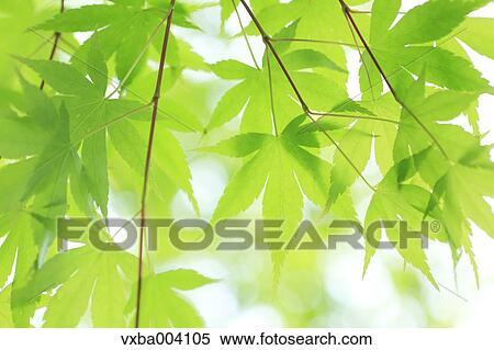 Stock Photography - Green maple leaves. Fotosearch