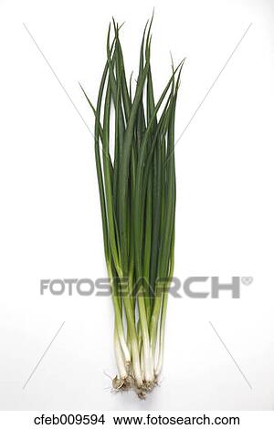 Green onions View Large Photo Image Picture - Green onions. Fotosearch