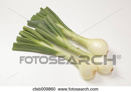 Green onions View Large Photo Image Stock Image - Green onions. Fotosearch