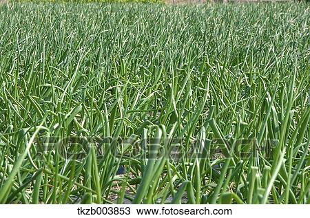Green onions View Large Photo Image Stock Image - Green onions. Fotosearch