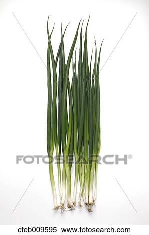 Green onions View Large Photo Image Stock Photography - Green onions. Fotosearch
