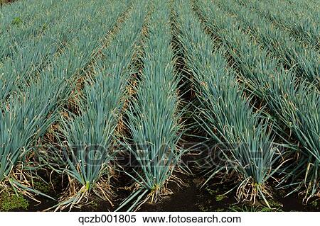 Green onions View Large Photo Image Stock Photography - Green onions. Fotosearch