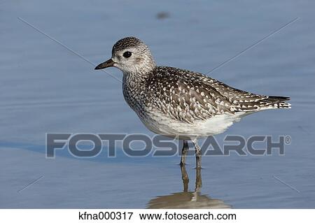 Grey Plover View Large Photo Image Stock Photo - Grey Plover. Fotosearch