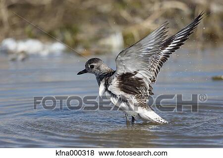Grey Plover View Large Photo Image Stock Photo - Grey Plover. Fotosearch